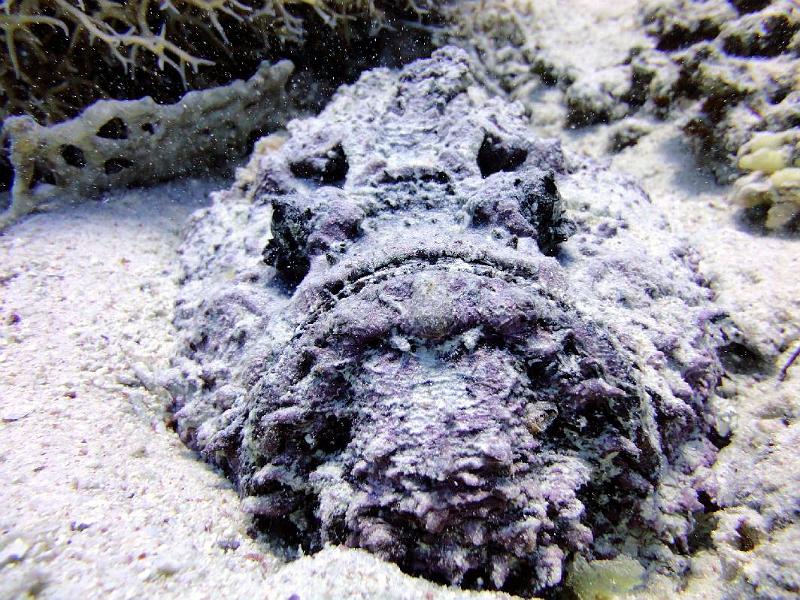 Poisson Pierre_02.jpg
